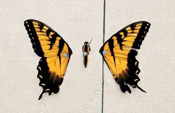 Brand New Eyes Brand New Eyes