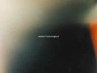 Album: HanahakiBeatz - Western Hummingbird Western Hummingbird