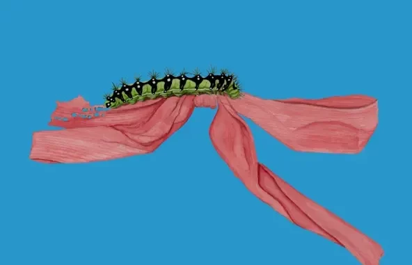 Like a Ribbon Like a Ribbon