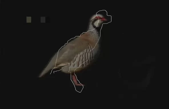 Partridge Partridge