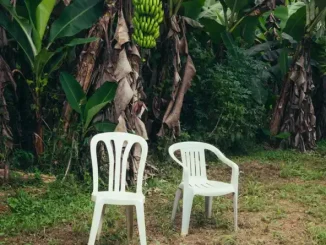 ALBUM: Bad Bunny – DeBÍ TiRAR MáS FOToS DeBÍ TiRAR MáS FOToS Bad Bunny