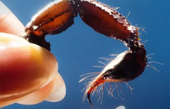 Squid Cowards Squid Cowards