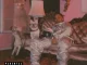 Azizi Gibson – I'm Good On People