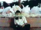 BONES – Garbage