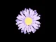 gnash – Me