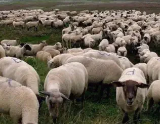 $uicideboy$ – Grey Sheep