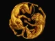 Beyoncé The Lion King The Gift