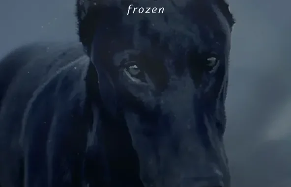 Frozen Single Madonna, Sickick Frozen Single Madonna, Sickick