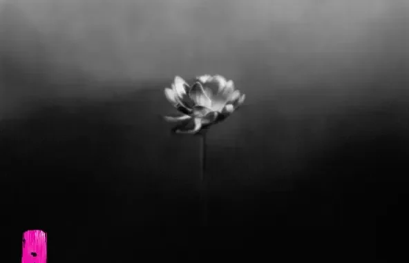Little Simz Lotus Little Simz Lotus