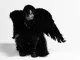 Midwxst ARCHANGEL