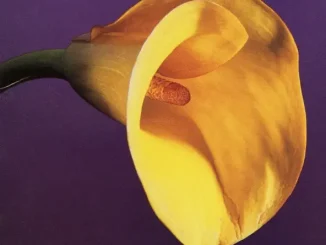 ALBUM: Swans – The Burning World Swans The Burning World